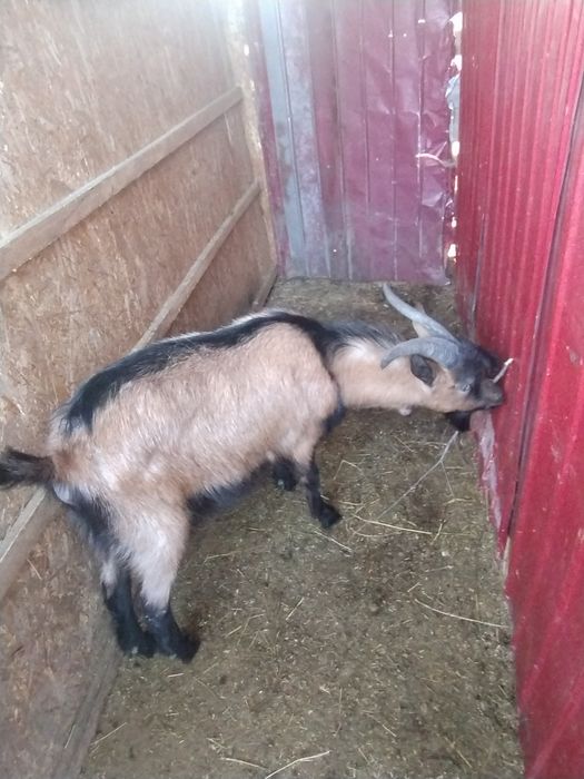 Țap rasa Alpină franceză