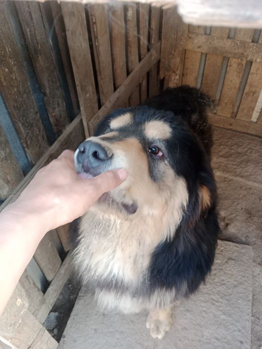 Тибетский мастиф