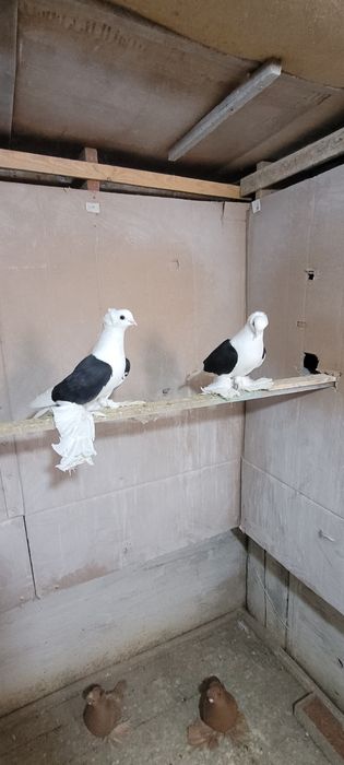 Продам голубей..
