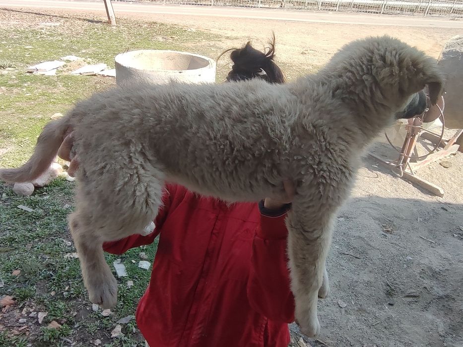 Щеночек ищет себе дом