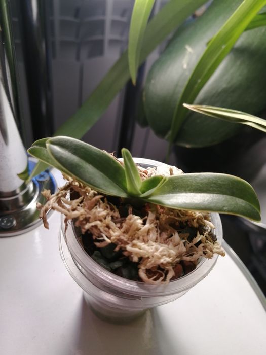 Орхидея Венерин башмачек