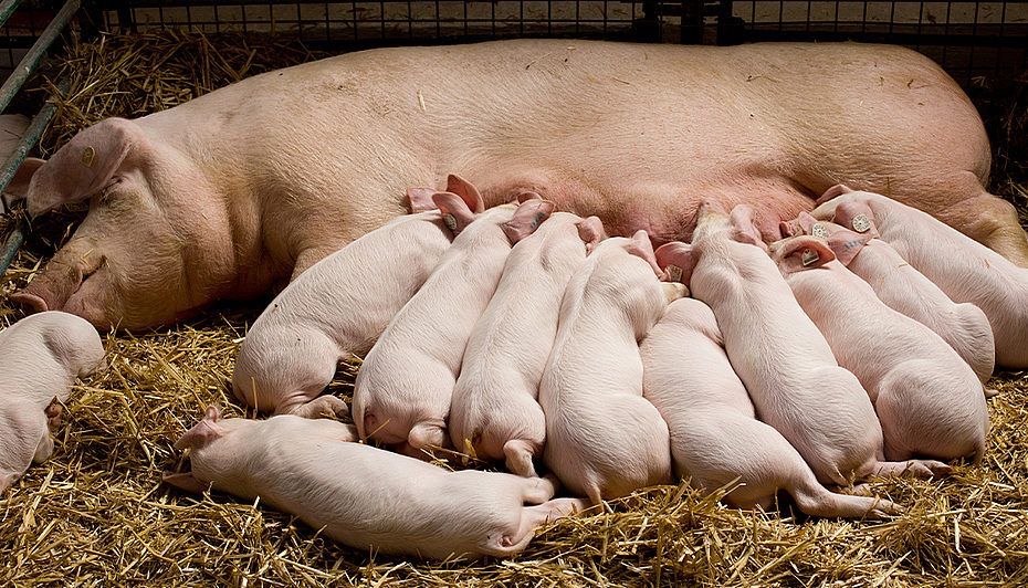 Продам  домашних животных