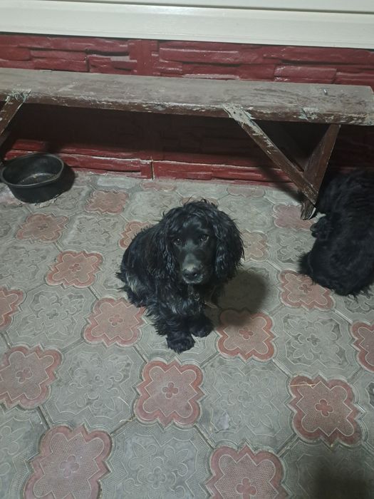 Руский  Спаниель