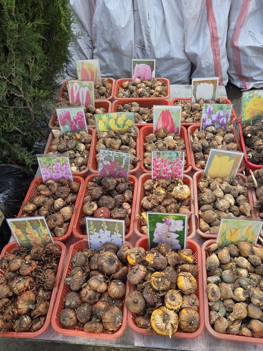 Рассада все виды.