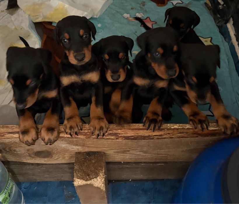 Dobermani pui de vanzare