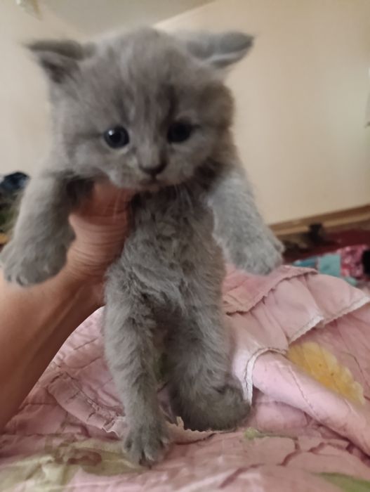 Продается котенок