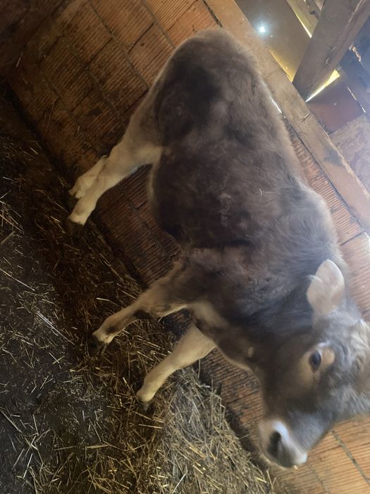 Vand vitea de 4 luni intarcata