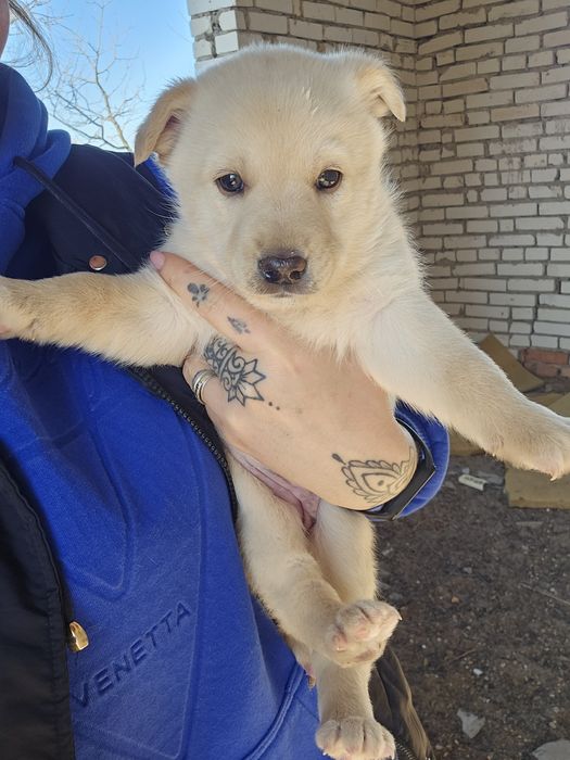 В хорошие руки щенки