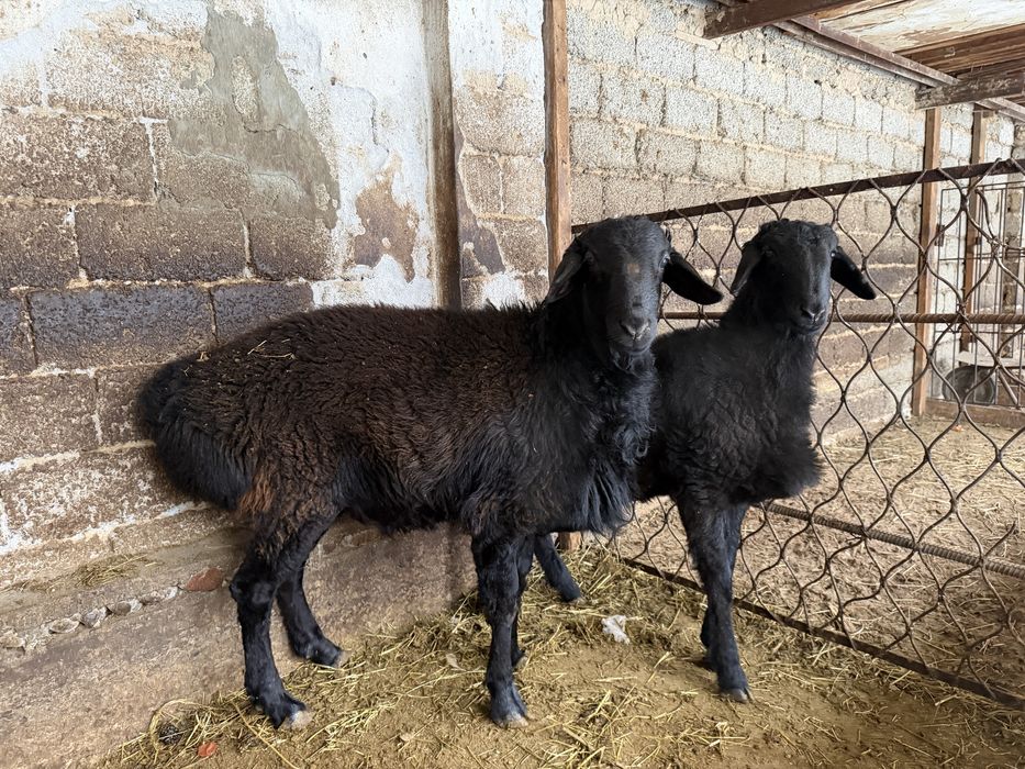 Кучкорлар сотилади сони 2 та