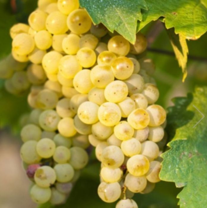 Butasi vita de vie hibrid