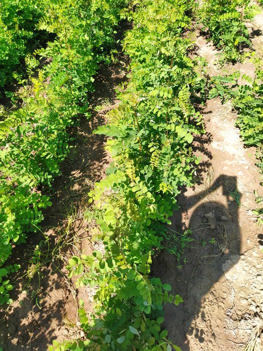 Puieți salcâm anul 1