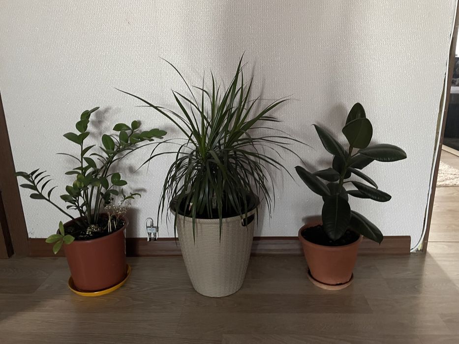 продам цветы