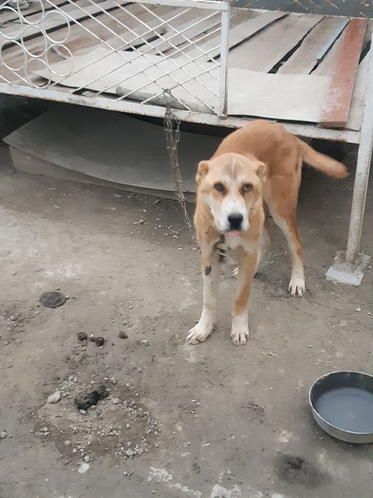 Alabay porodistaya sobaka