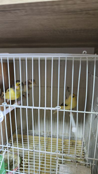 Canari timbrado spaniol cântăreți