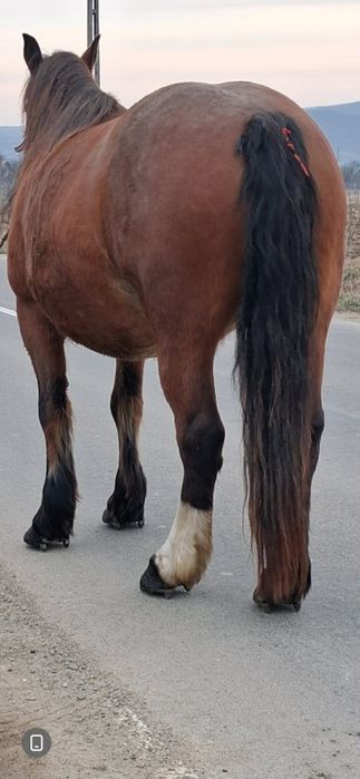 Vând iapă de 7 ani