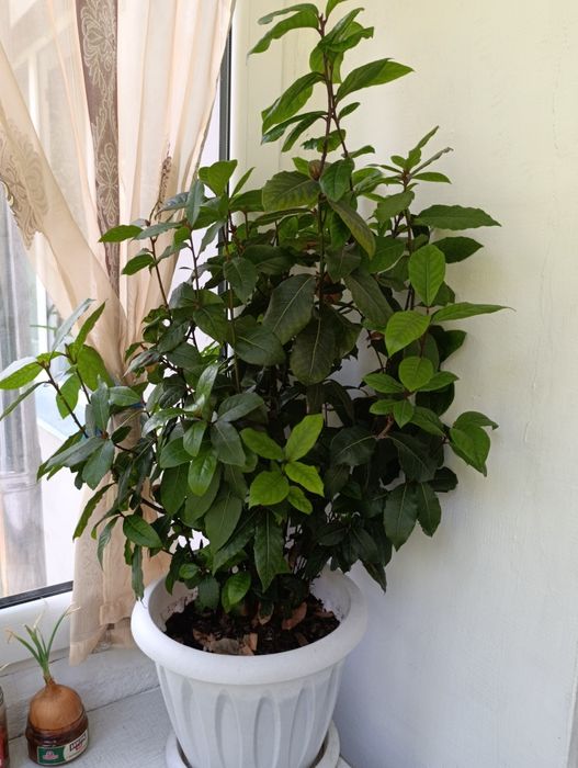 Лавровое дерево (лавровый лист)