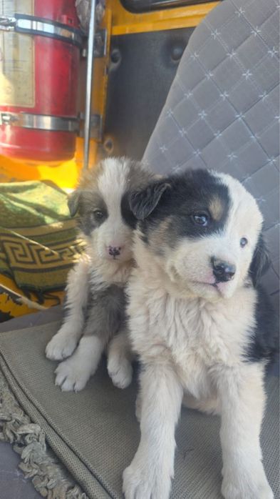 Щенки мальчики и девочки в добрые руки