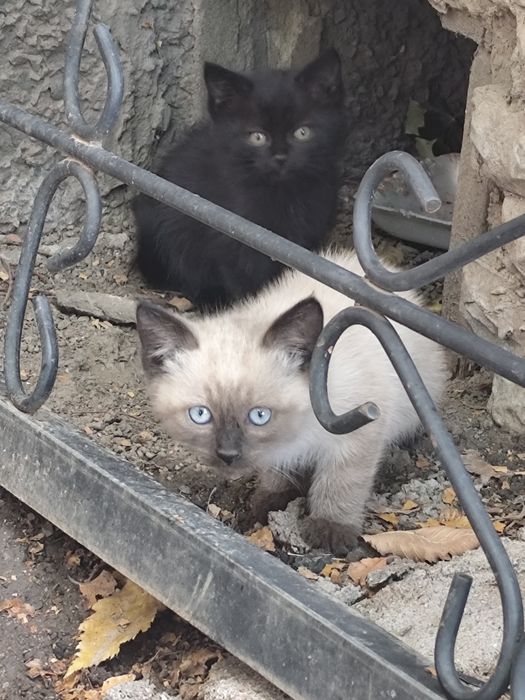 Котята бесплатно