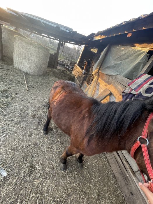 De vânzare poneița gasdanda