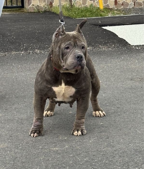 Femela american bully