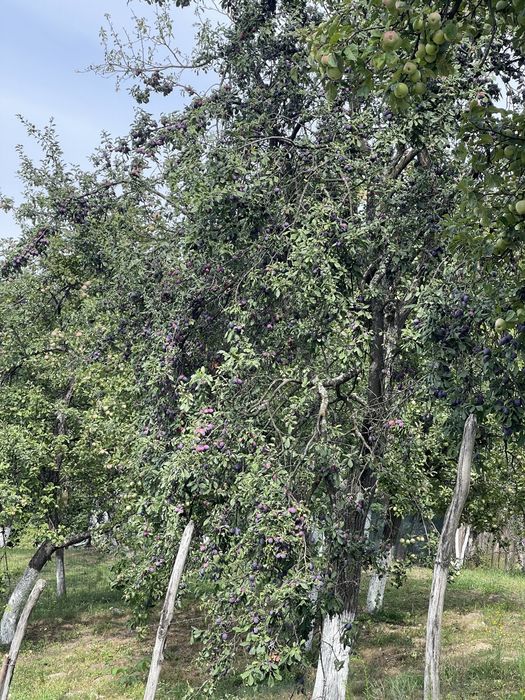 Prune de vânzare