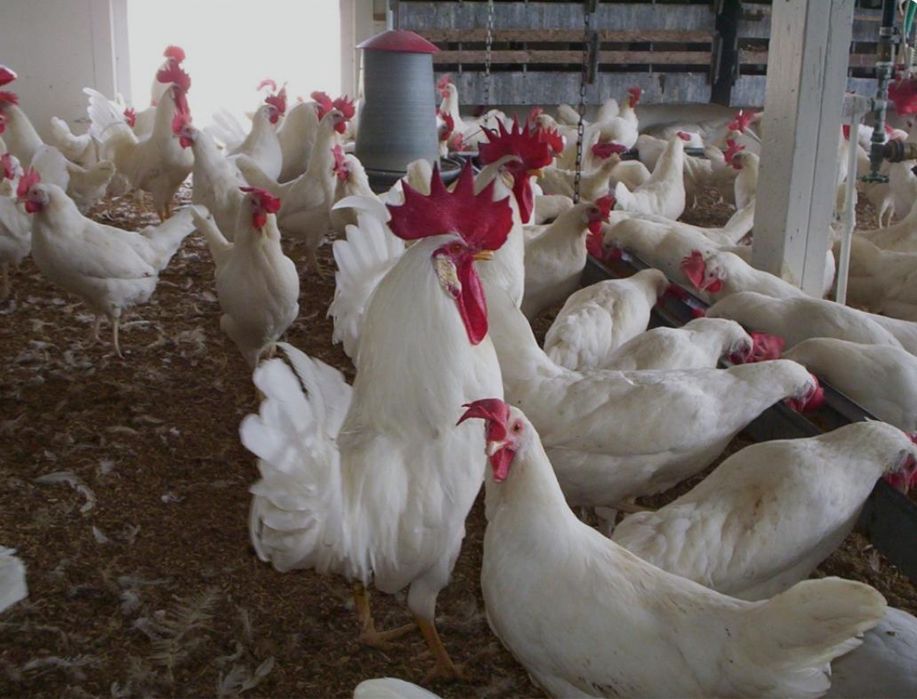 Куры несушки Леггорн