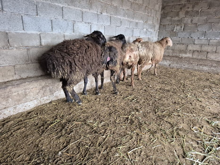 Қошқар кошкар токтылар