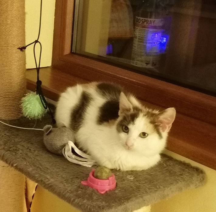 Подарявам котенце на 3 месеца