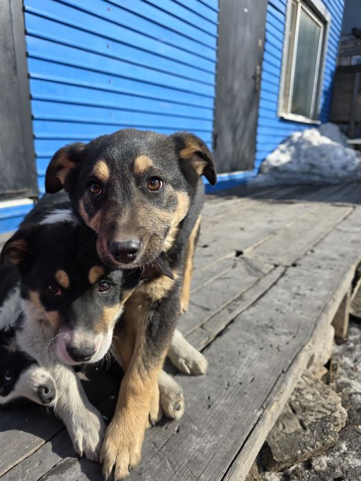 Собака щенок в добрые руки (3.5 месяца, девочка)