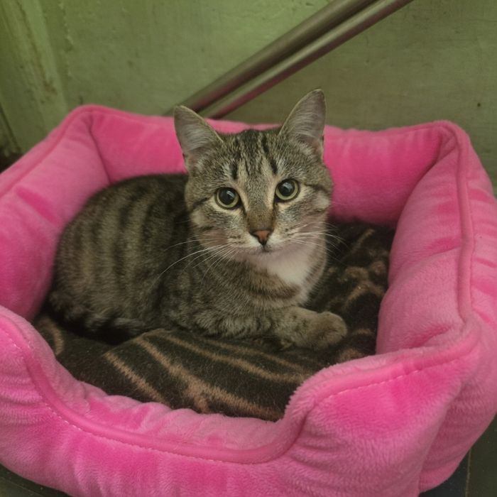 Котик в добрые руки