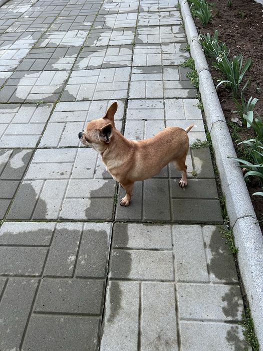 Мини      Чихуахуа