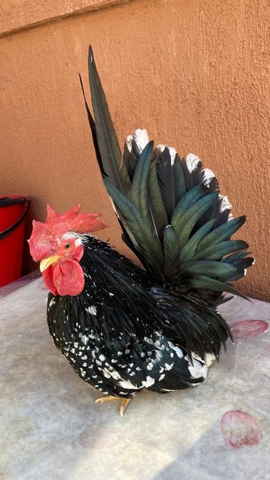 Copaci de vânzare
