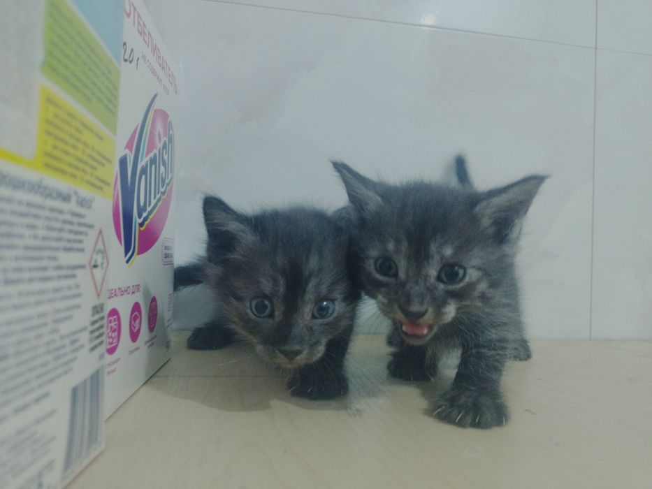Отдам котят бесплатно