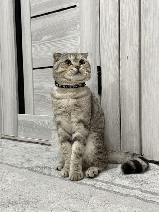 продам породистого котенка