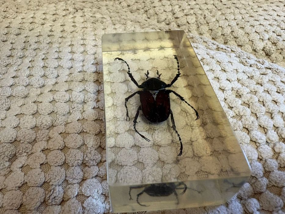 Продам набор насекомых в смоле.