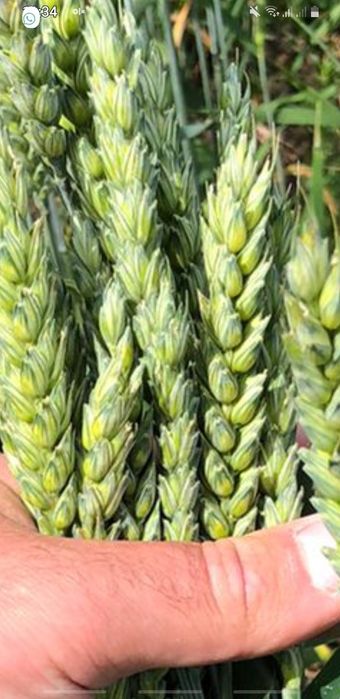 Семена Пшеницы Фокс