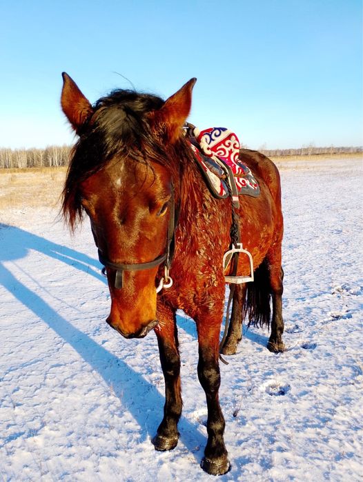 Продам жеребца