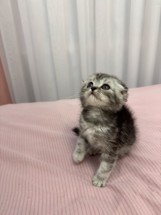 Sog’lom va aktiv Scottish Fold mushukcha sotiladi!