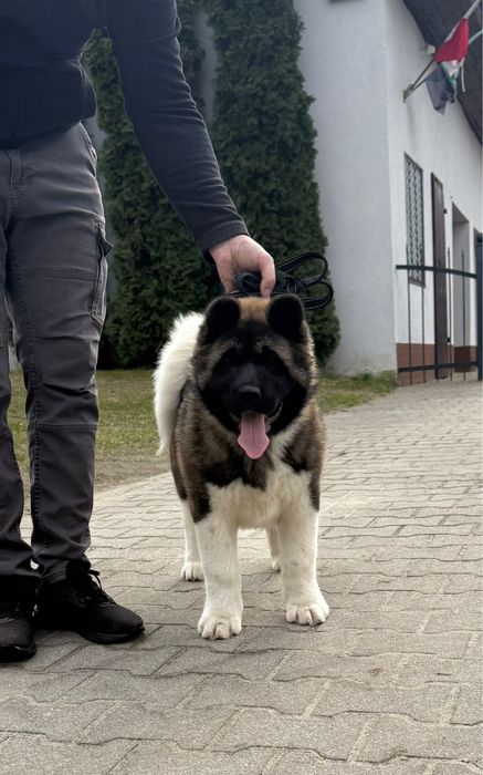 Akita American Parintii Campioni Europeni