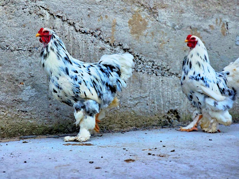 Брама Далматинец қораздары сатылады