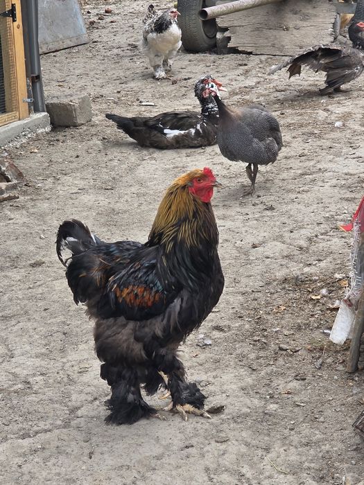 Vând gâște ,rațe mute,cocoși