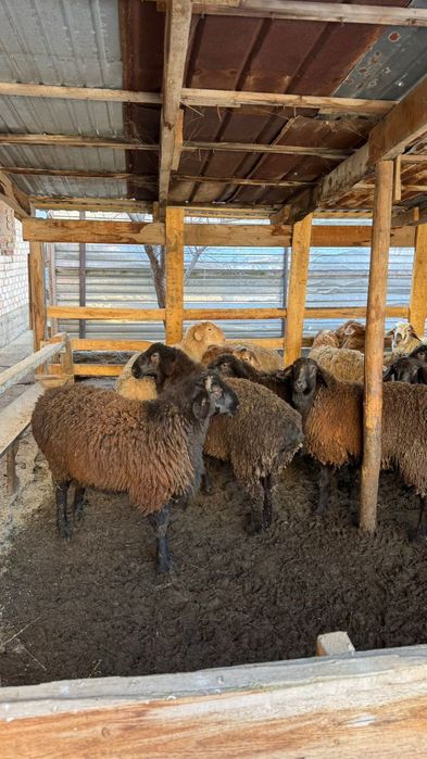 Кой сатам , продам баран