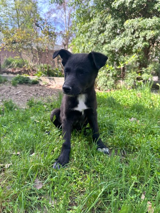 Ташкент. Отдам щенка в добрые руки