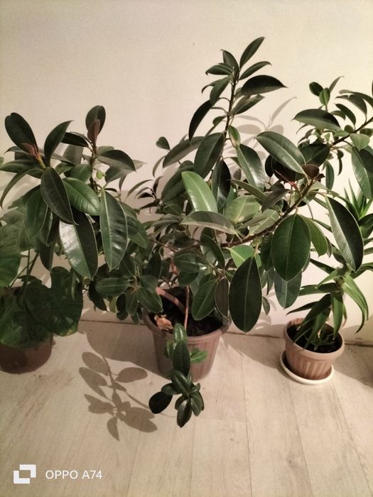 Цветы  - для  души!!!