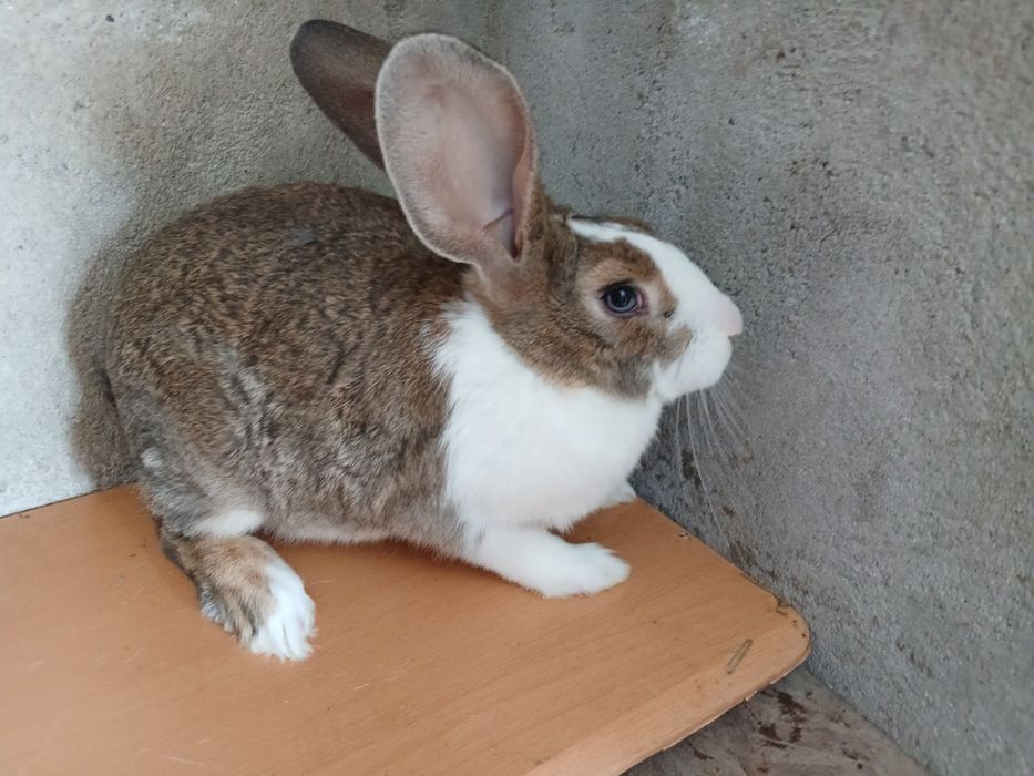 Masculi hycole francezi de vânzare.