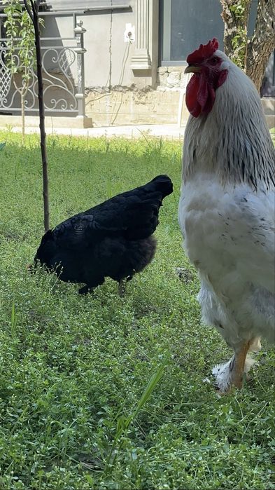 Brama xoroz va qora shahzoda tovuq 350 mingdan