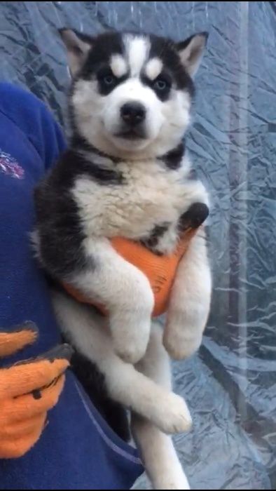 реальные цены в питомнике Хаски Планета от55 тыс