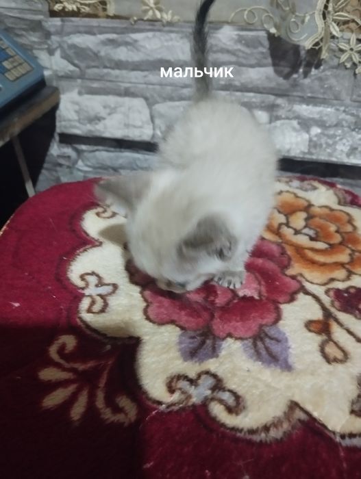 Отдам персидских котят