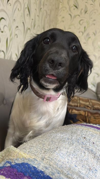 Пропала собака спаниель