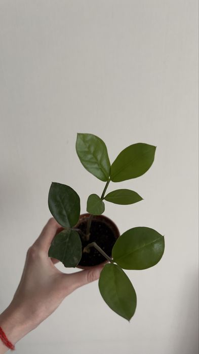 Замиокулькас доллоровое дерево